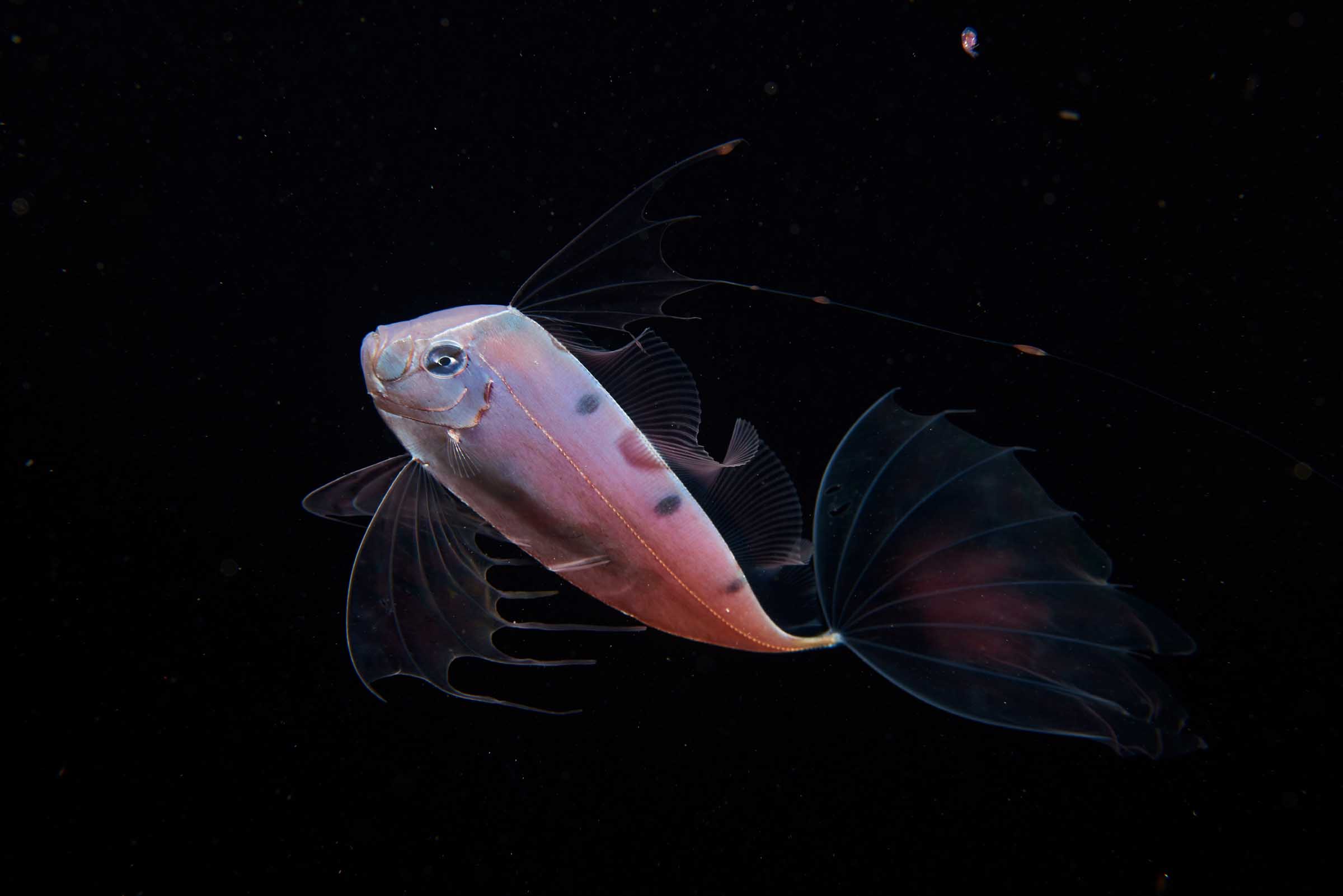 Imita le meduse per sopravvivere, nuovi studi sul ‘mimetismo batesiano’ del Pesce Nastro