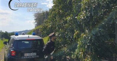 Mascali, aveva adocchiato e rubato i preziosi “avocado”: arrestato dai Carabinieri